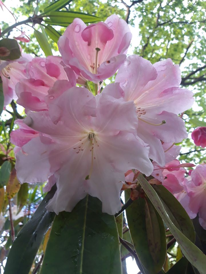 Loderi Venus